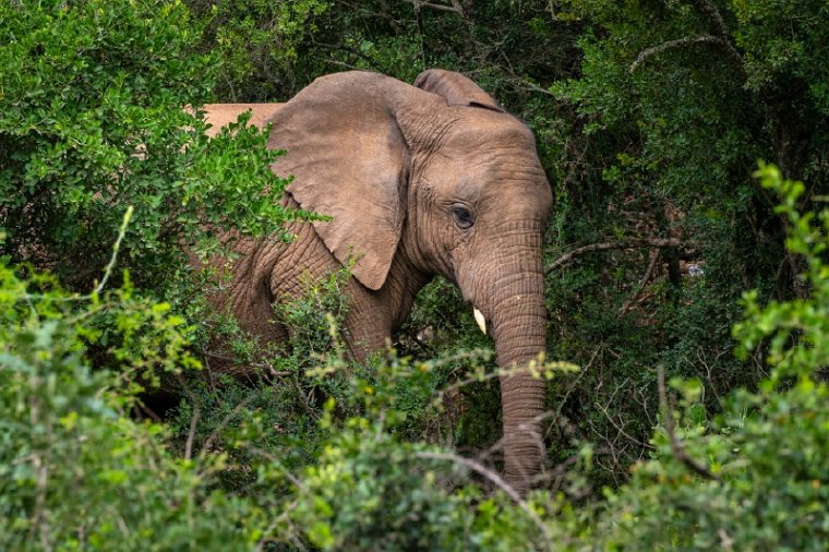 095 Port Elizabeth, Pumba Private Game Reserve, Zuid-Afrika.jpg